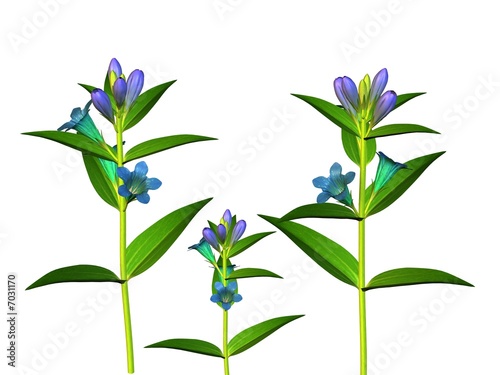 Fleurs bleues