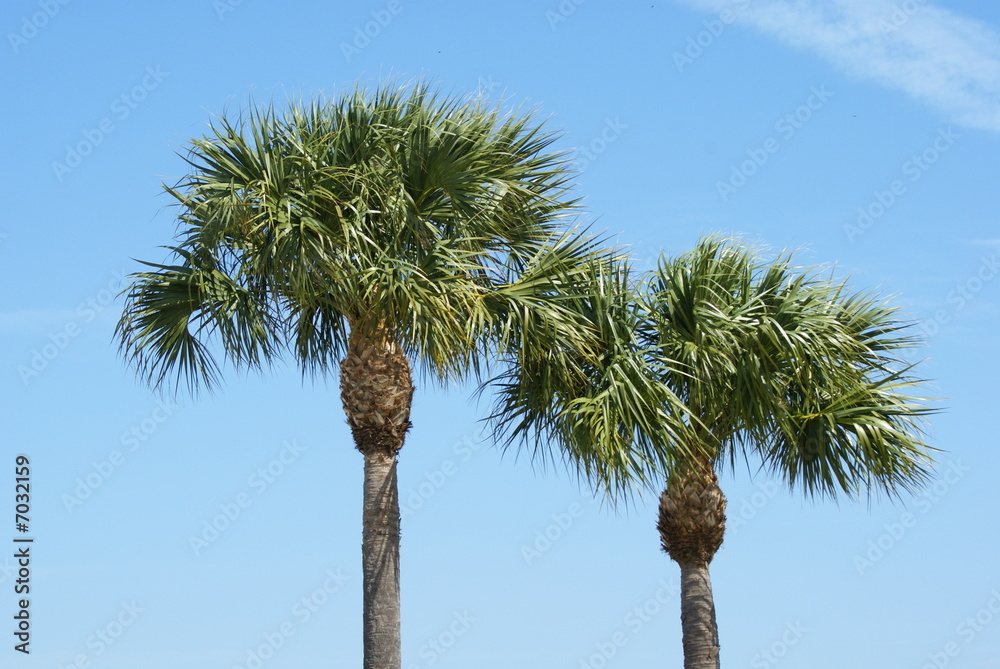Obraz premium Two Palm against Blue Sky