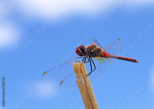 Heidelibelle photo