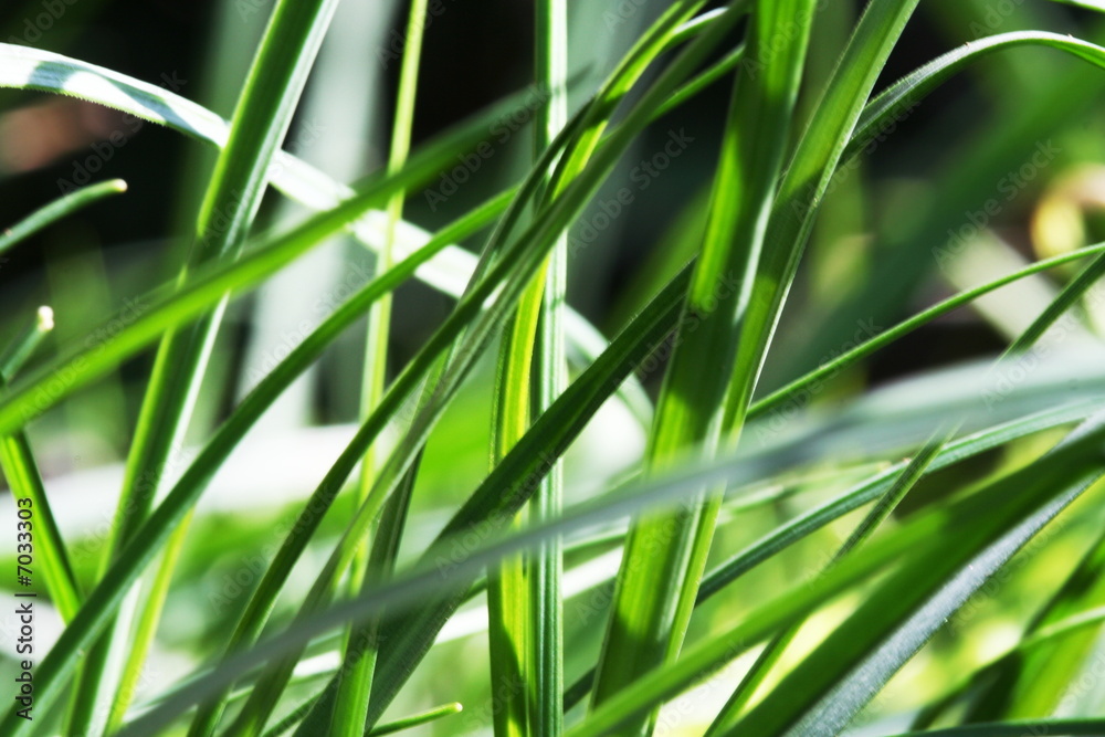 Grass Grass