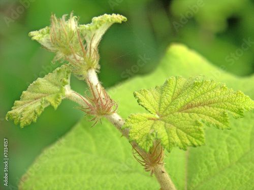 rameau de vigne sauvage photo