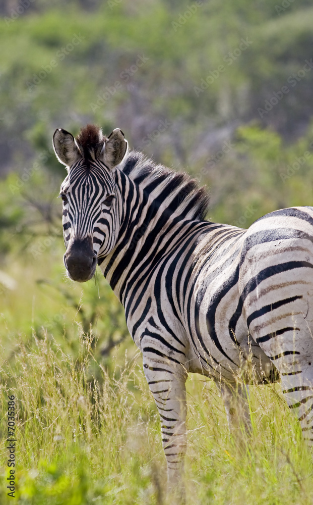 Naklejka premium Lone zebra looking back