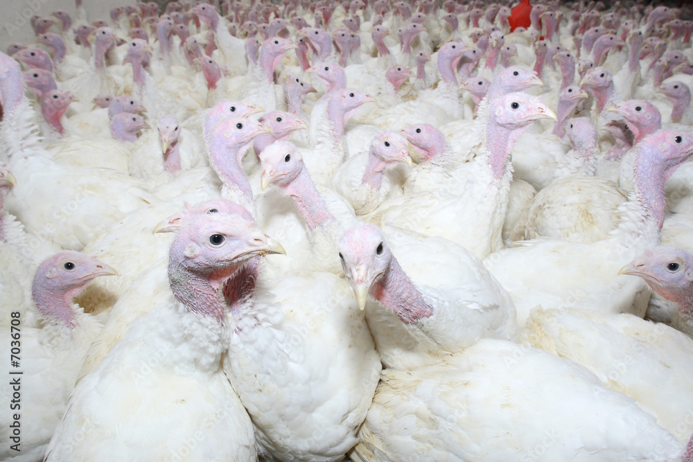 group of turkeys