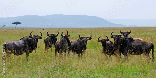 Fototapeta Naklejka Na Ścianę i Meble -  Gnu herd looking around