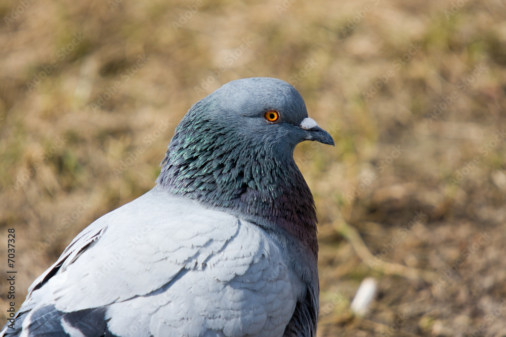 Portrait of the pigeon Portrait of the pigeon