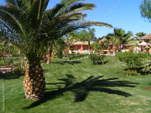 palm in the park