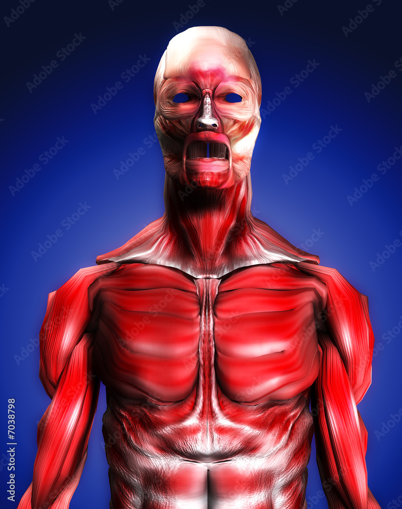 Muscles 3 Muscles 3