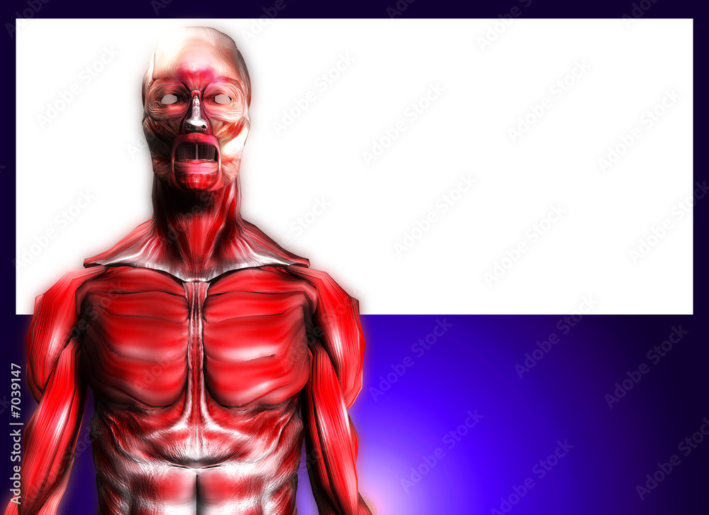 Muscles With Blank Area 3 Muscles With Blank Area 3