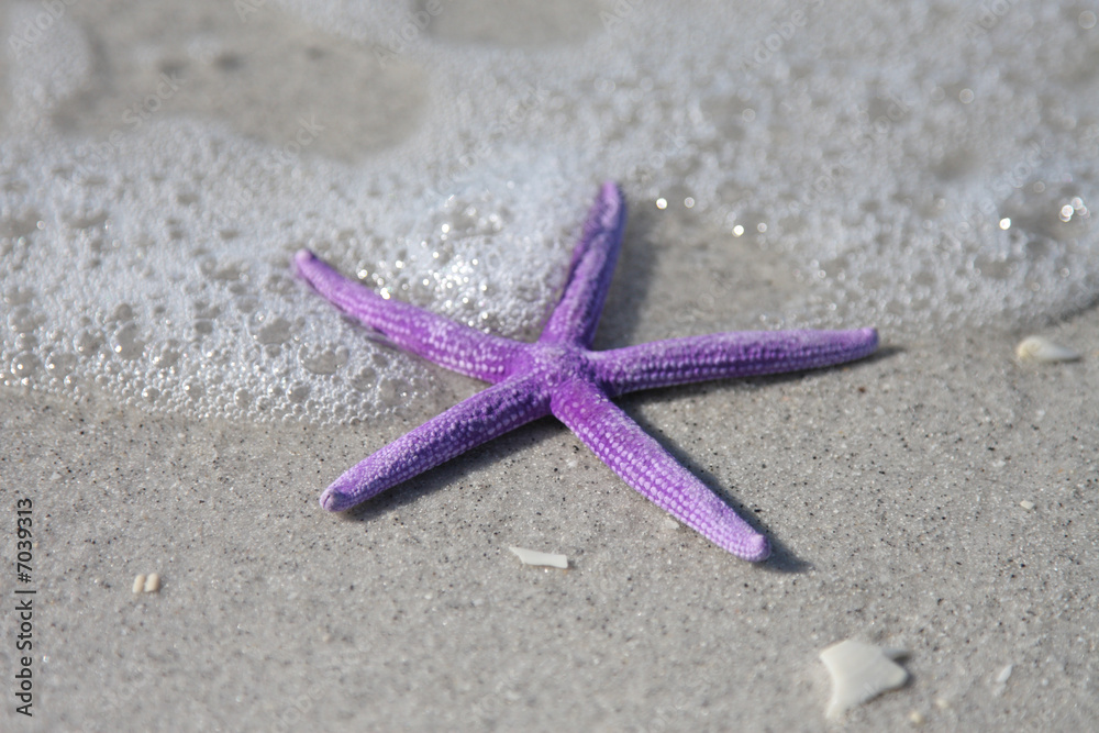 Surple Starfish and Sea