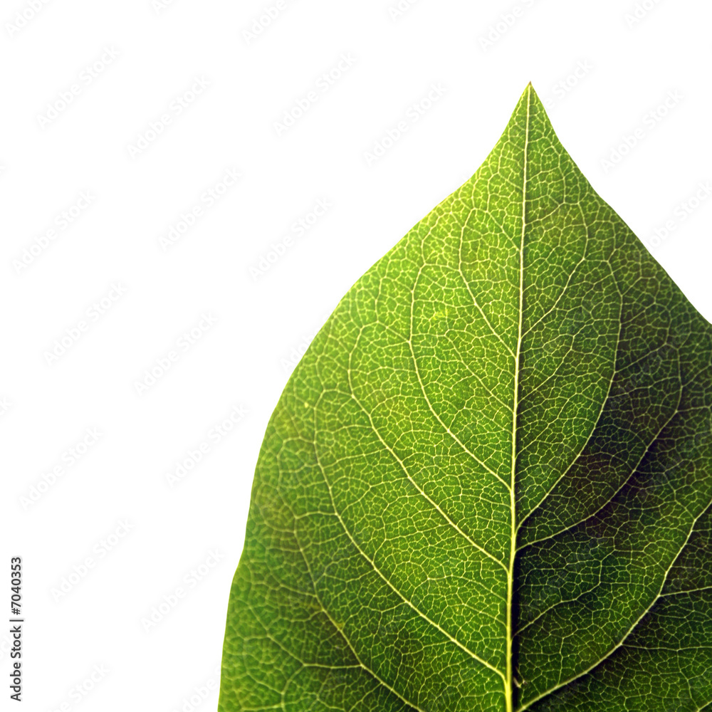 Obraz premium Isolated green leaf