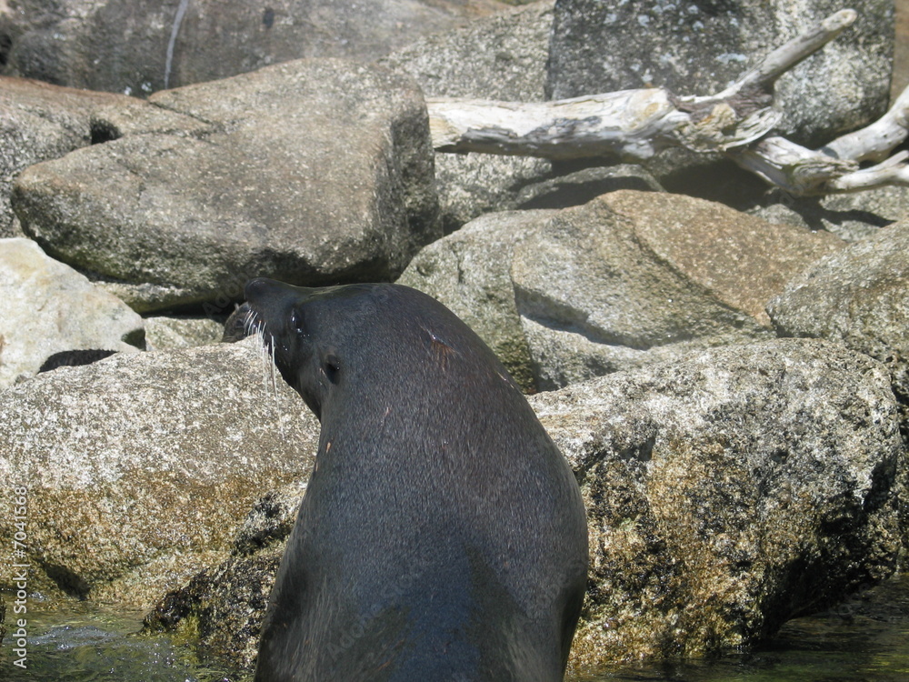 Fototapeta premium Seal in Abel Tasman sea kayak trek, New Zealand