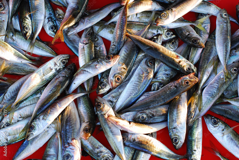 Obraz premium Fish, everywhere