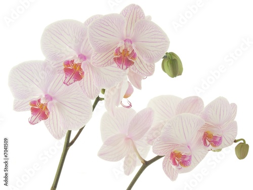 bunches of pink orchid