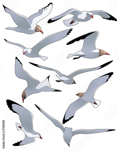 Sea_gulls
