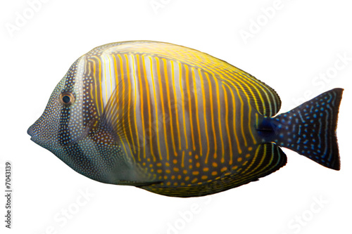 Tropical coral fish isolated