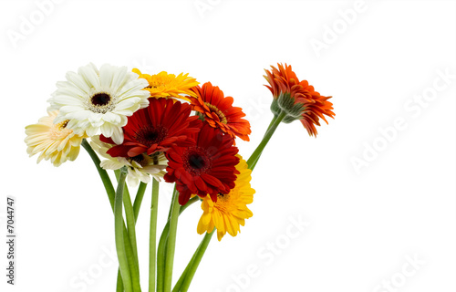 colorful gerberas