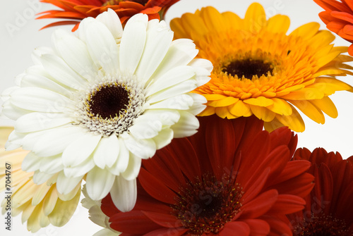 colorful gerberas
