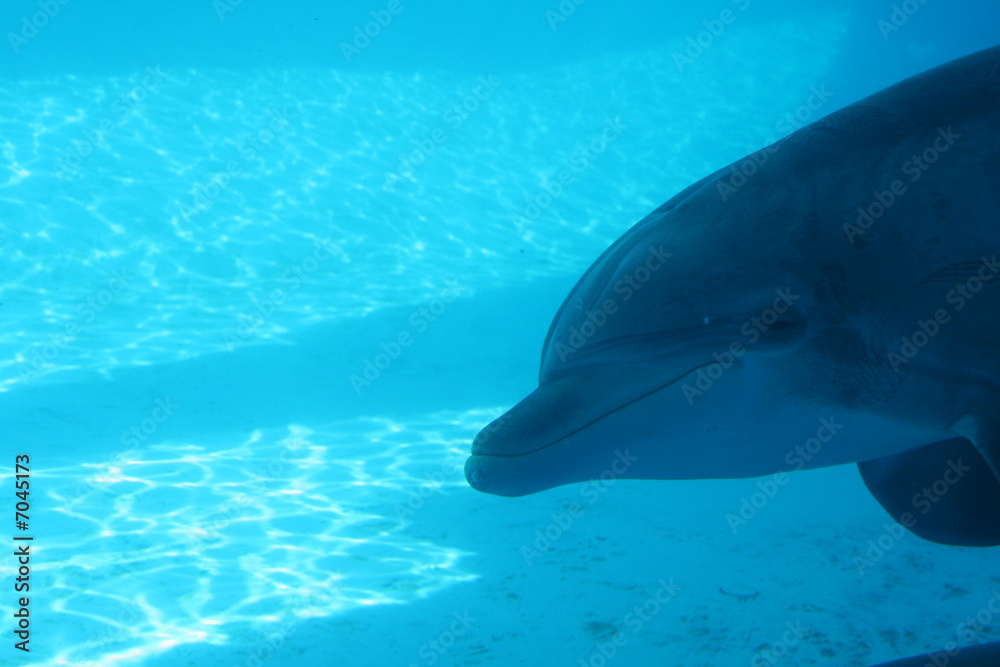 Fototapeta premium Dolphin looking at you