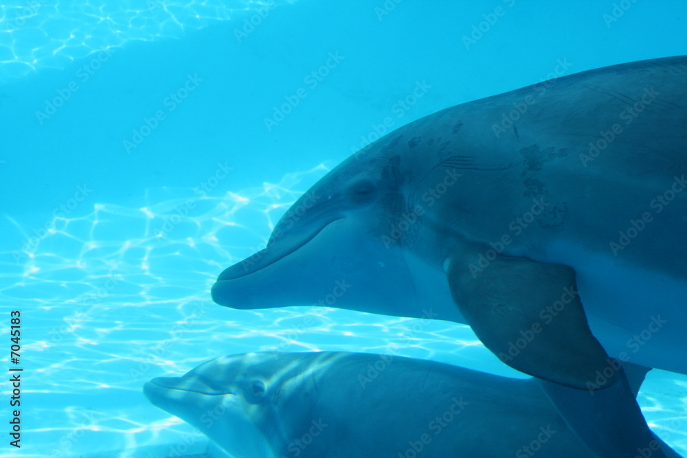 Fototapeta premium Dolphin underwater