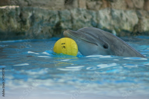 Dolphin Break