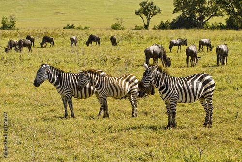 Zebra Gnu Herde