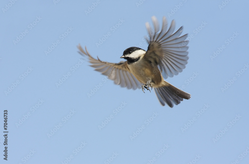 Obraz premium Bird In Flight