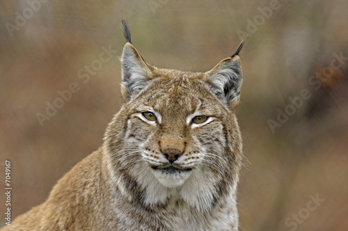 Luchs auf Lauer