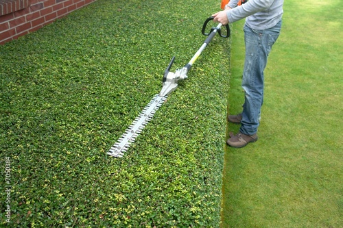 hedge trimming