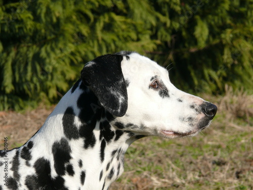 dalmata02