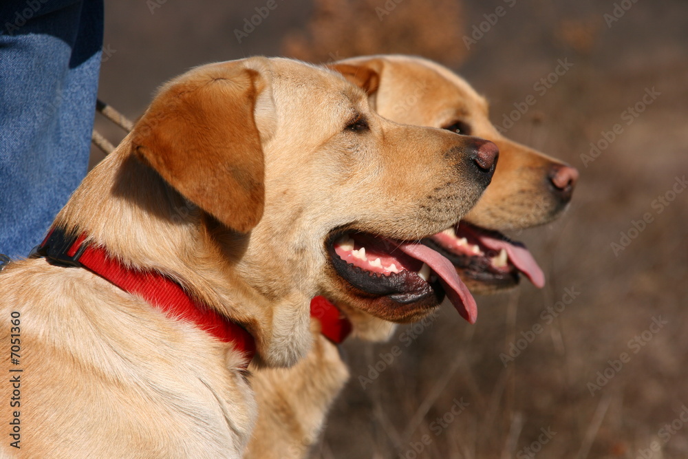 Two labrador dogs with red neckpiece