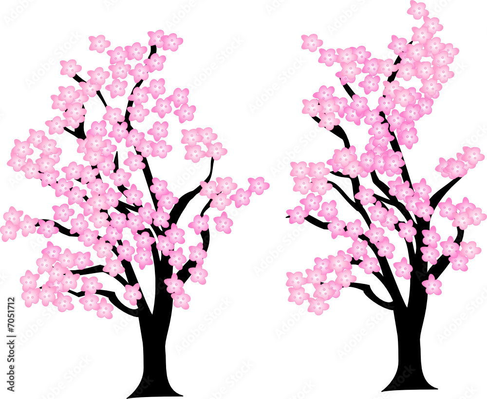 Fototapeta premium Cherry Blossom Trees