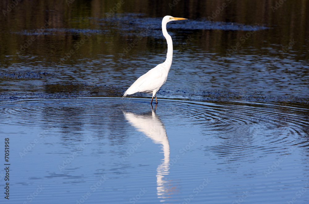 Naklejka premium Heron on water