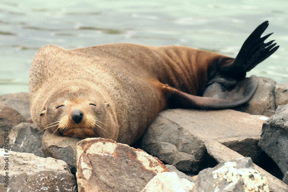 Fototapeta premium Hundsrobben
