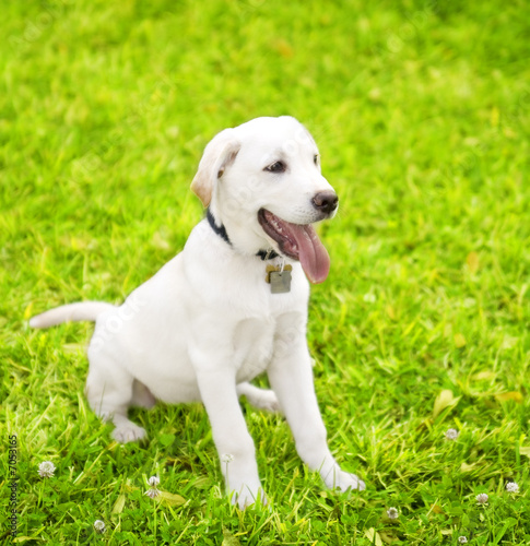 Cute Labrador Puppy On Grass 2