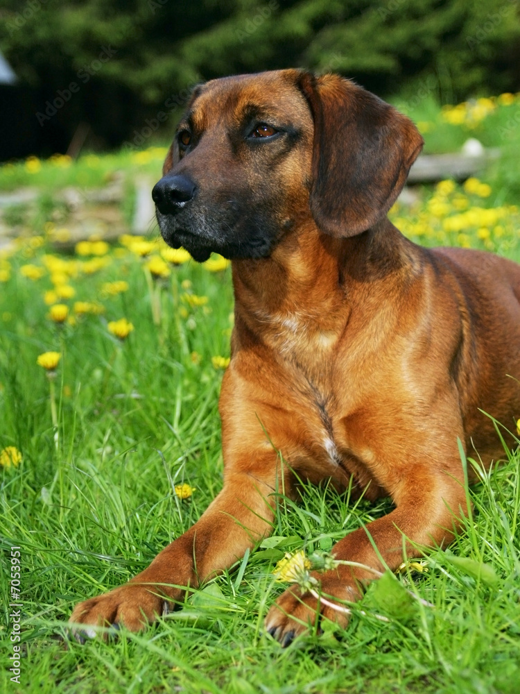 one dog in bloom meadow