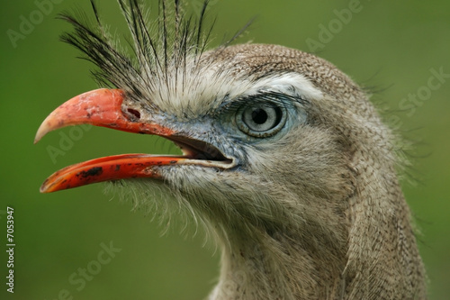 Cariama, Cariama cristata photo