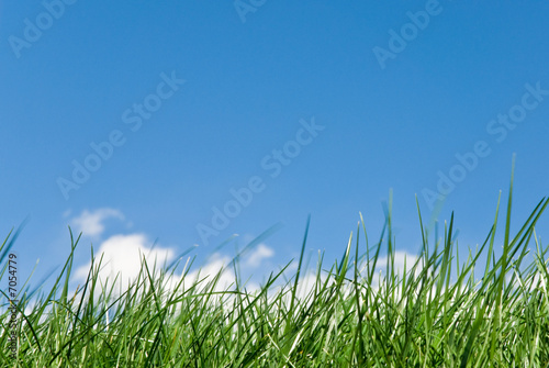 amazing grass photo