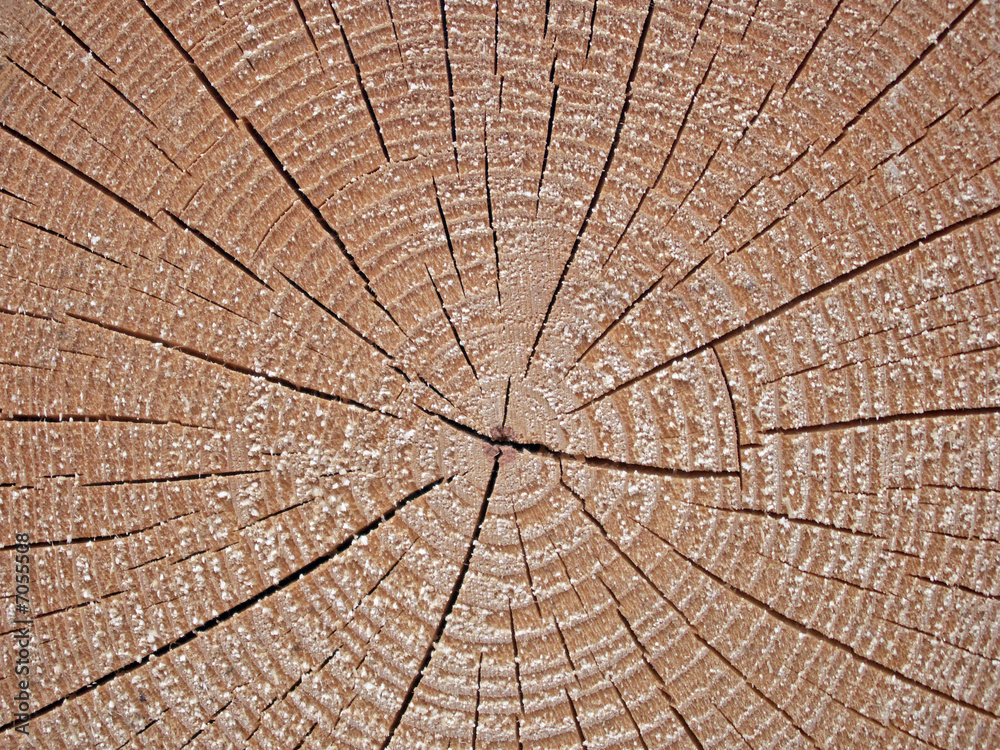 Fototapeta premium baumscheibe