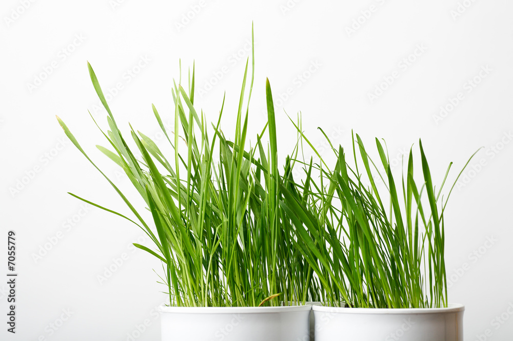 Obraz premium green grass in the white pot, shallow DOF