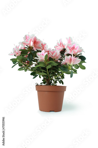 Fototapeta Naklejka Na Ścianę i Meble -  Indoor plant with pink flowers in brown flowerpot