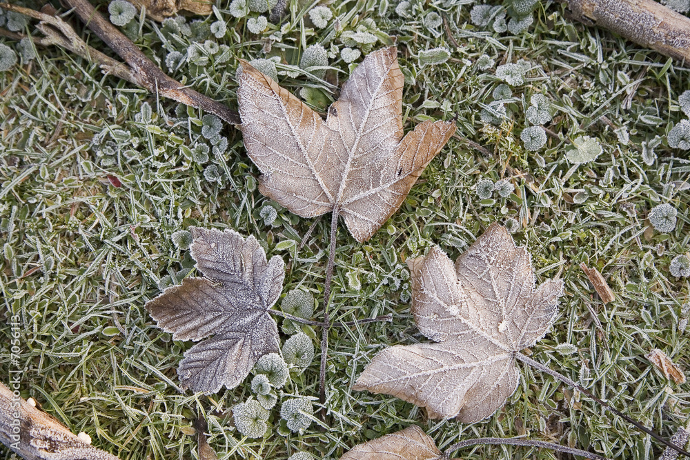 france,île de france,forêt : herbe & feuille sous le givre hiver