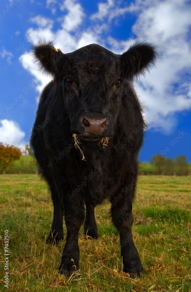 Fototapeta premium Aberdeen Angus Cow