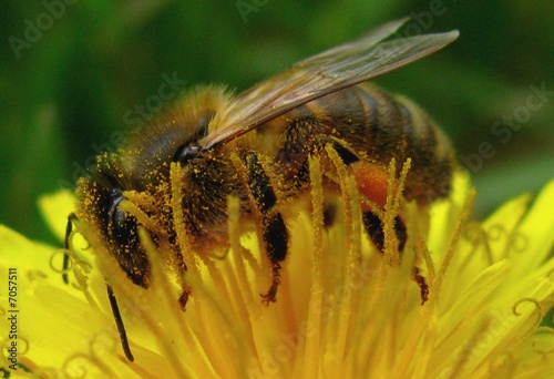 abeille a la recherche du pollen