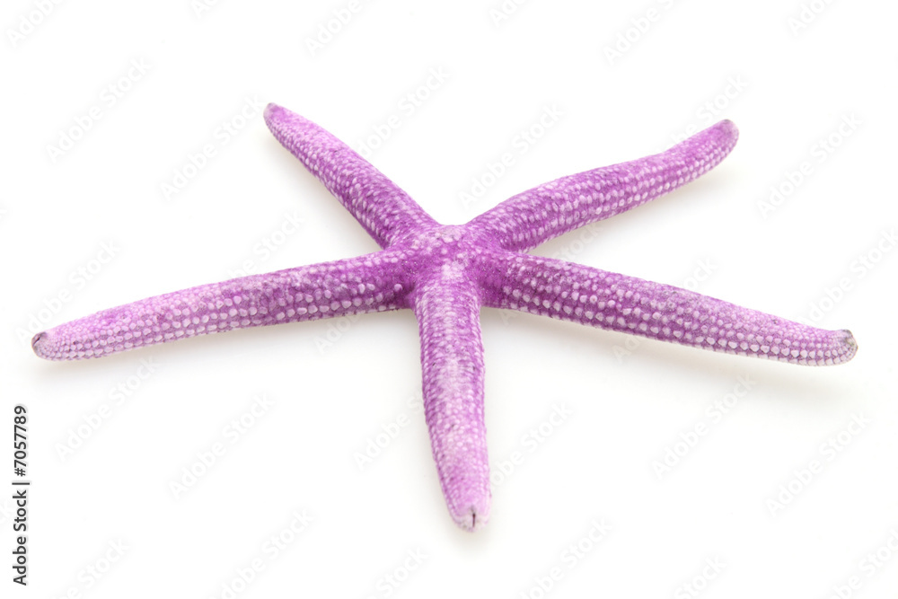Starfish Purple Starfish Purple