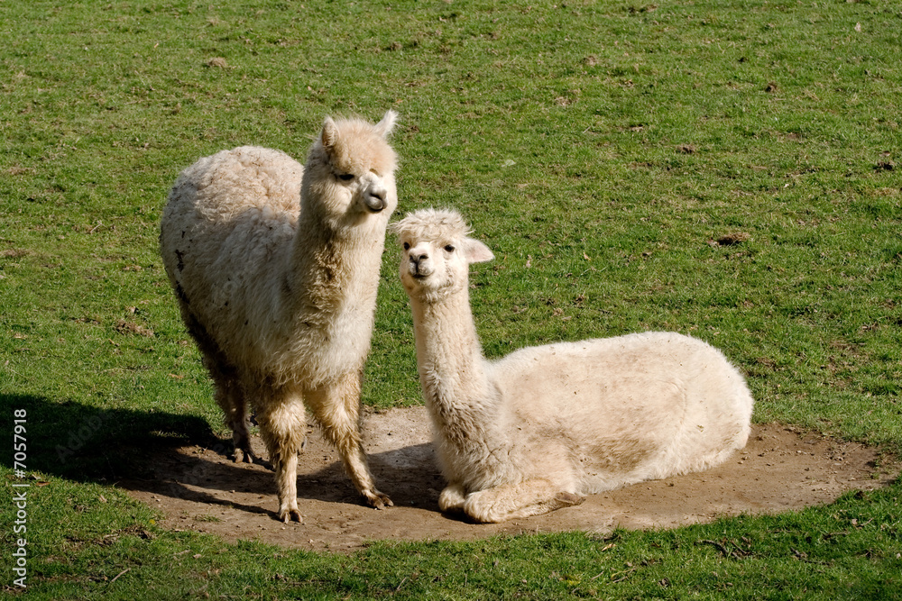 Fototapeta premium Llamas in Dust bowl