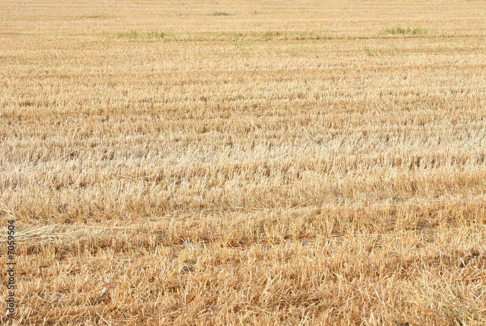 Fototapeta premium Golden field of cropped straw