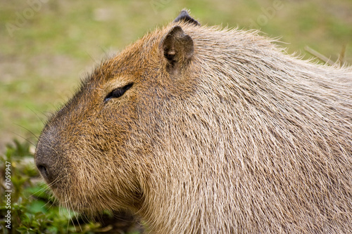 Wallpaper Mural Rongeur Torontodigital.ca