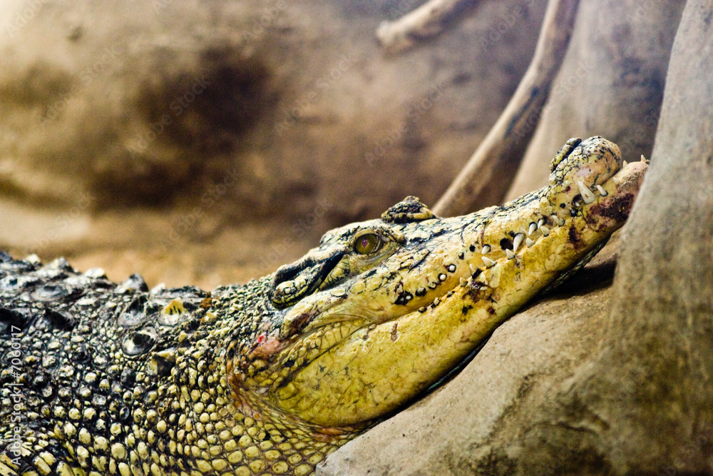Fototapeta premium Crocodile