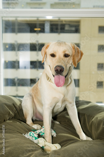 Yellow Labrador