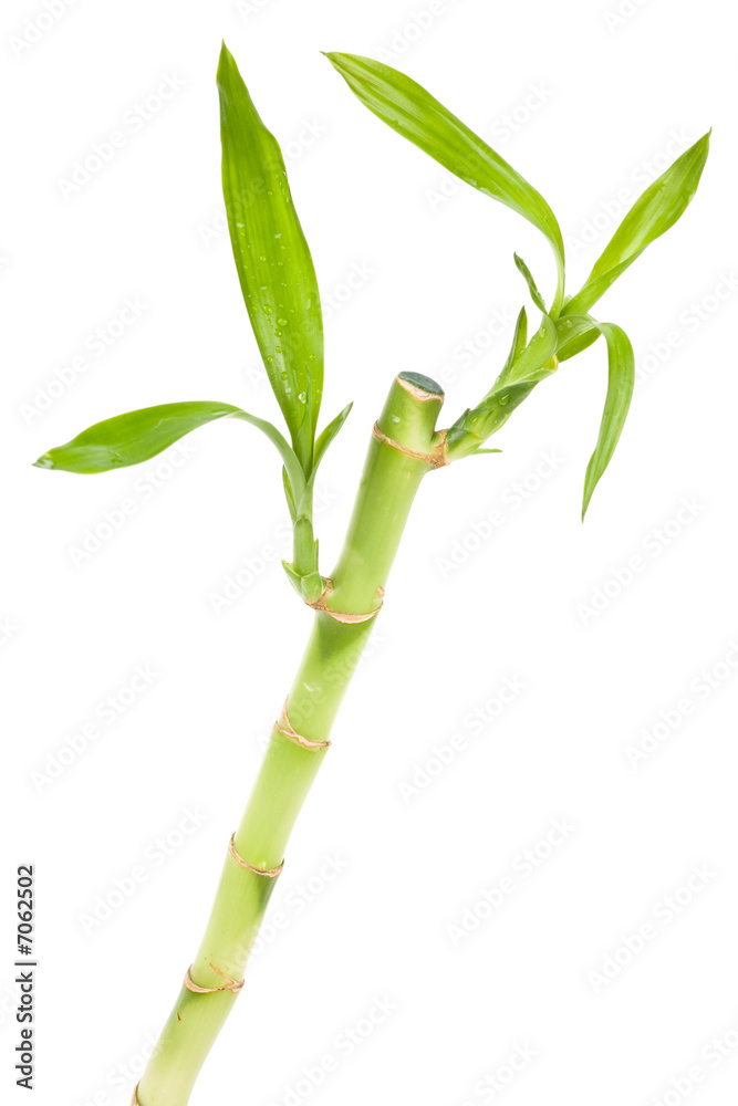 Fototapeta premium Lucky Bamboo